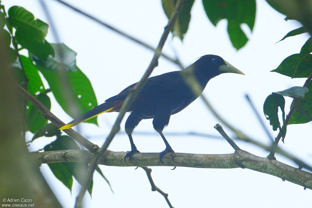 Crested Oropendolaadult