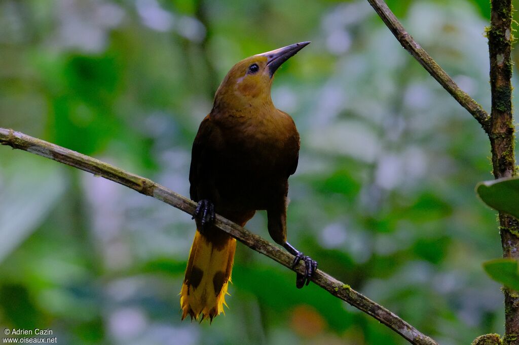 Russet-backed Oropendolaadult