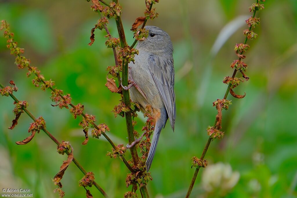 Plain-colored Seedeater male adult