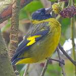 Chardonneret de Magellan