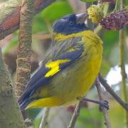 Chardonneret de Magellan