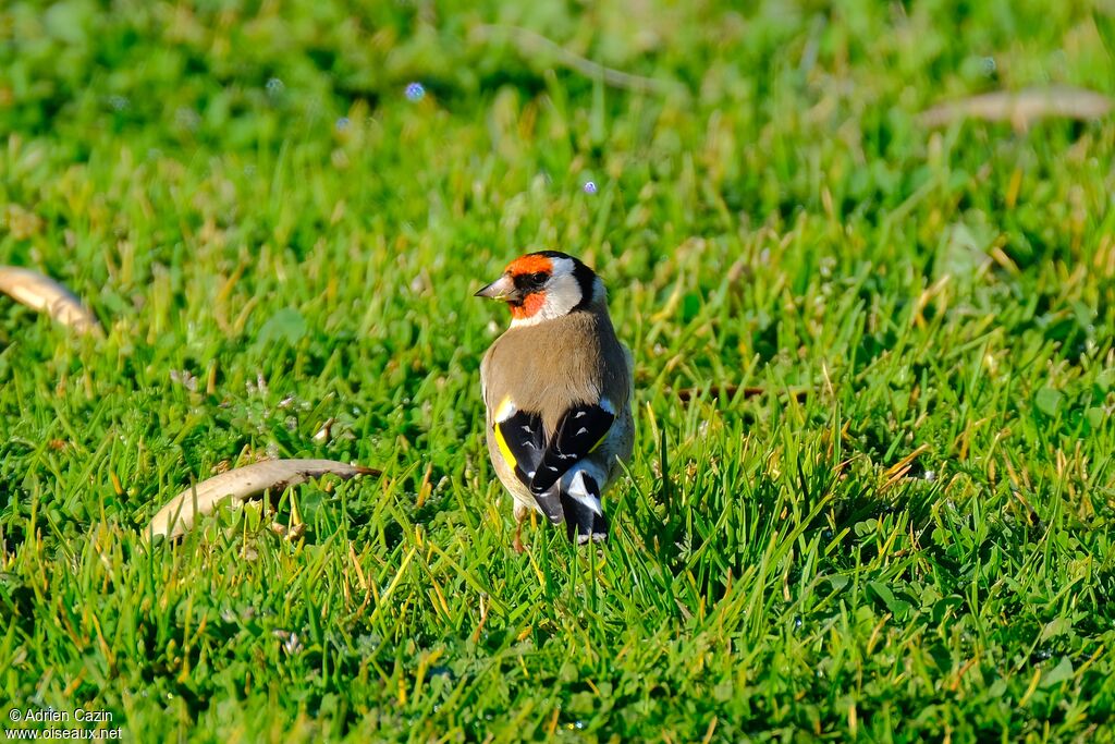 Chardonneret élégantadulte