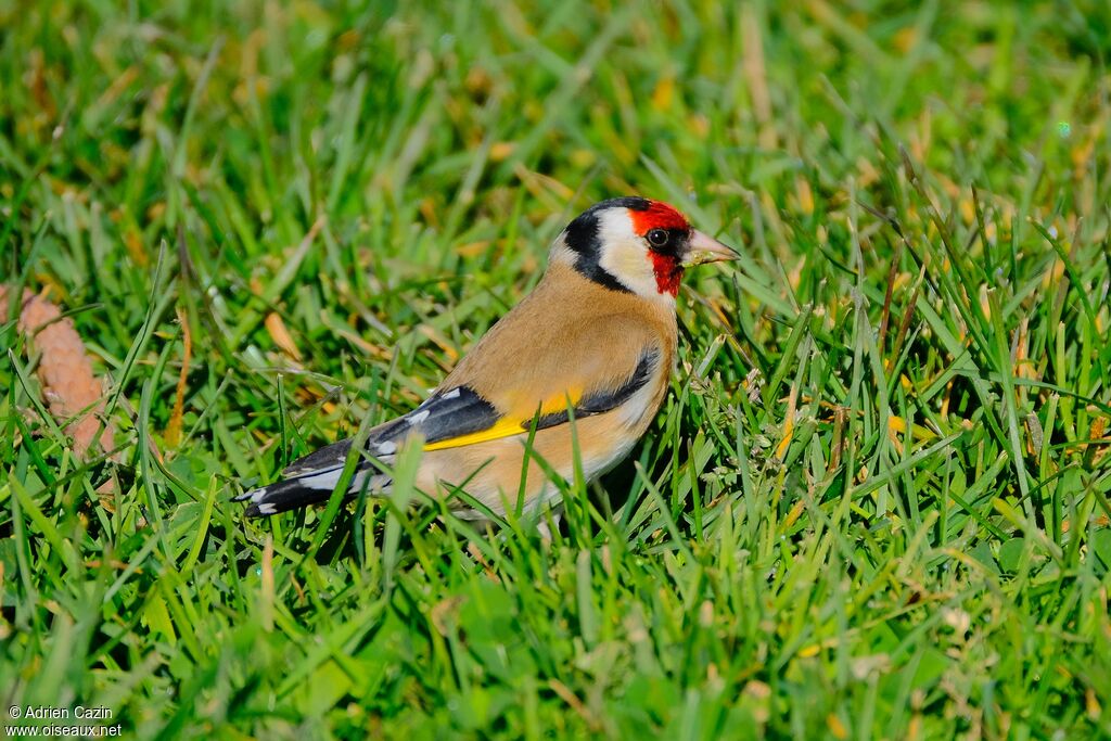 European Goldfinchadult, identification