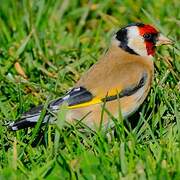 European Goldfinch