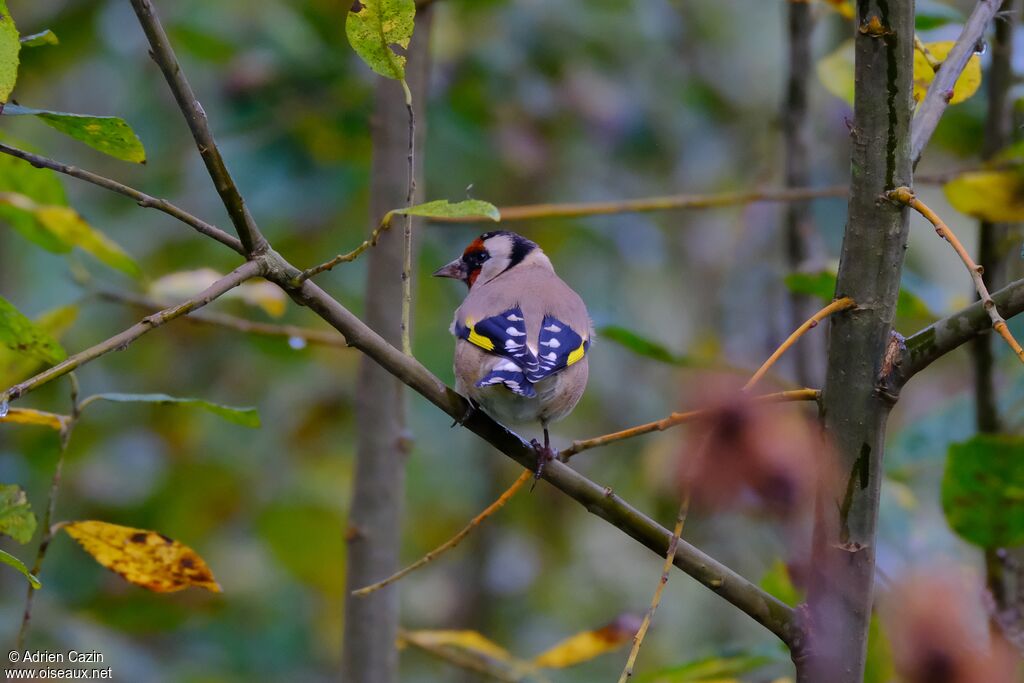 European Goldfinchadult