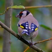 European Goldfinch