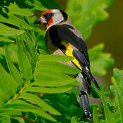 Chardonneret élégant