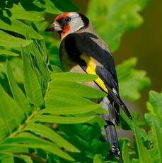 Chardonneret élégant