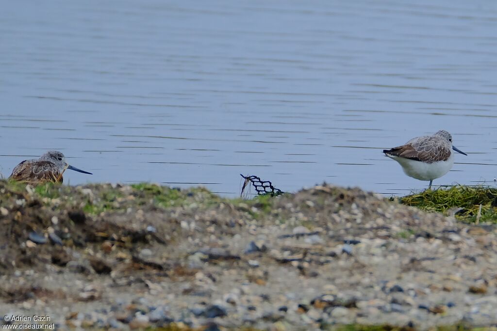 Common Greenshank