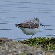 Common Greenshank