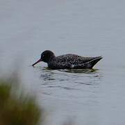 Spotted Redshank