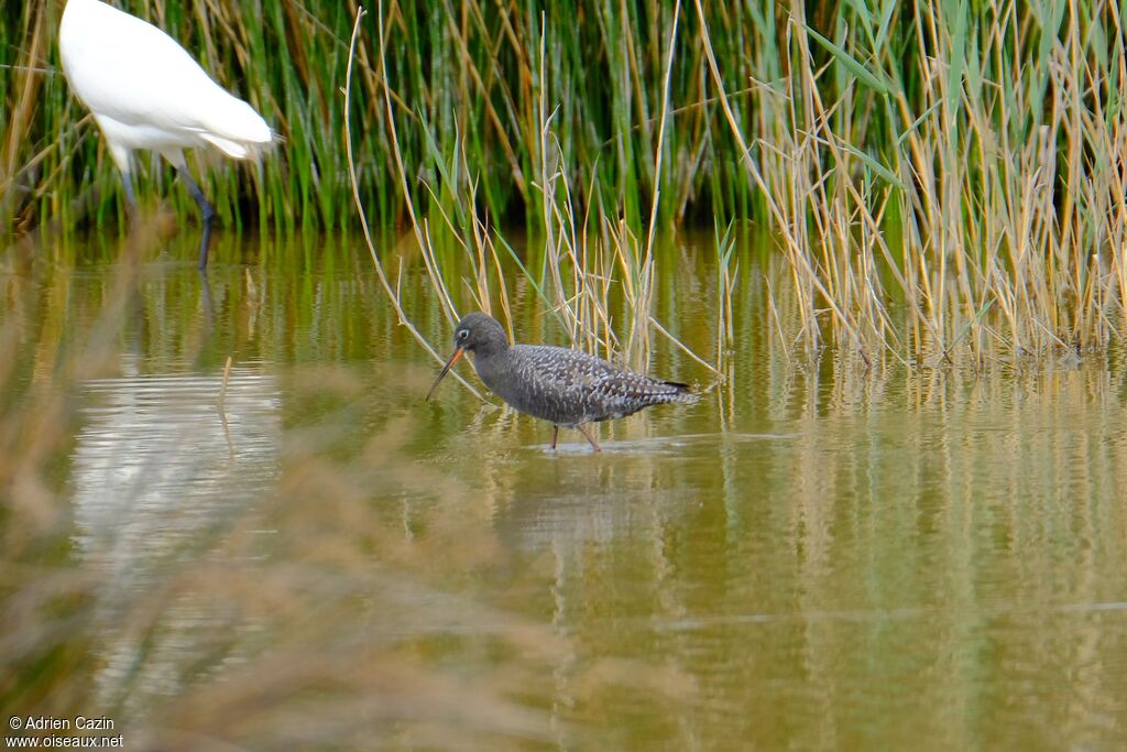 Spotted Redshankadult breeding