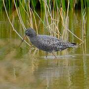 Spotted Redshank