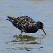 Spotted Redshank