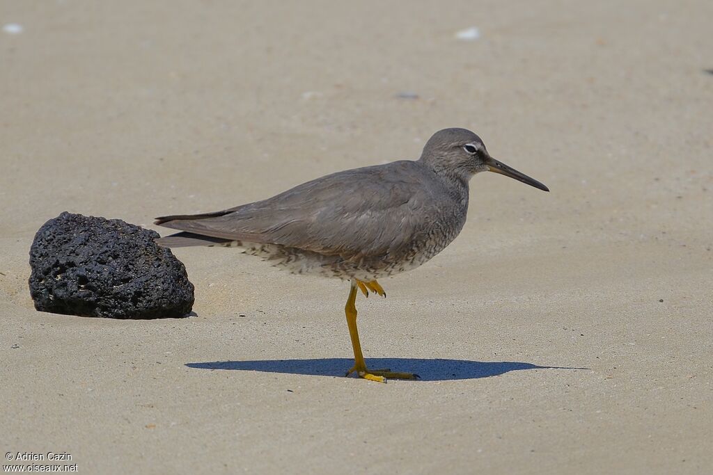 Wandering Tattleradult