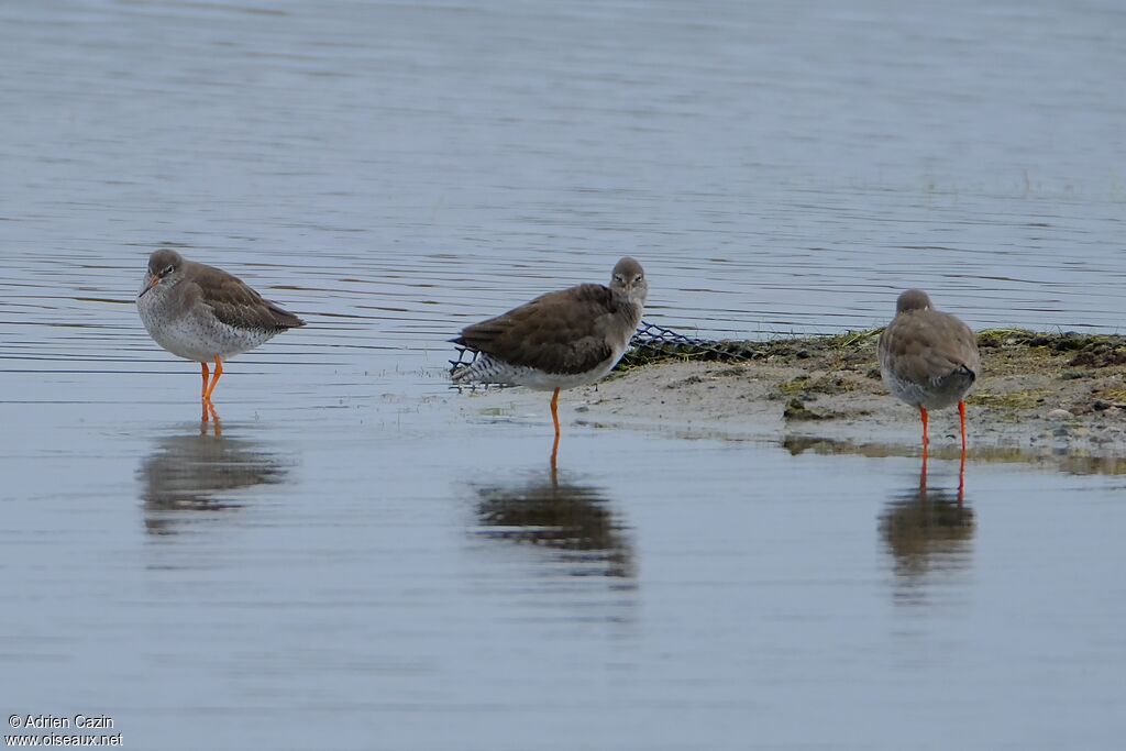 Common Redshankadult