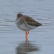 Common Redshank