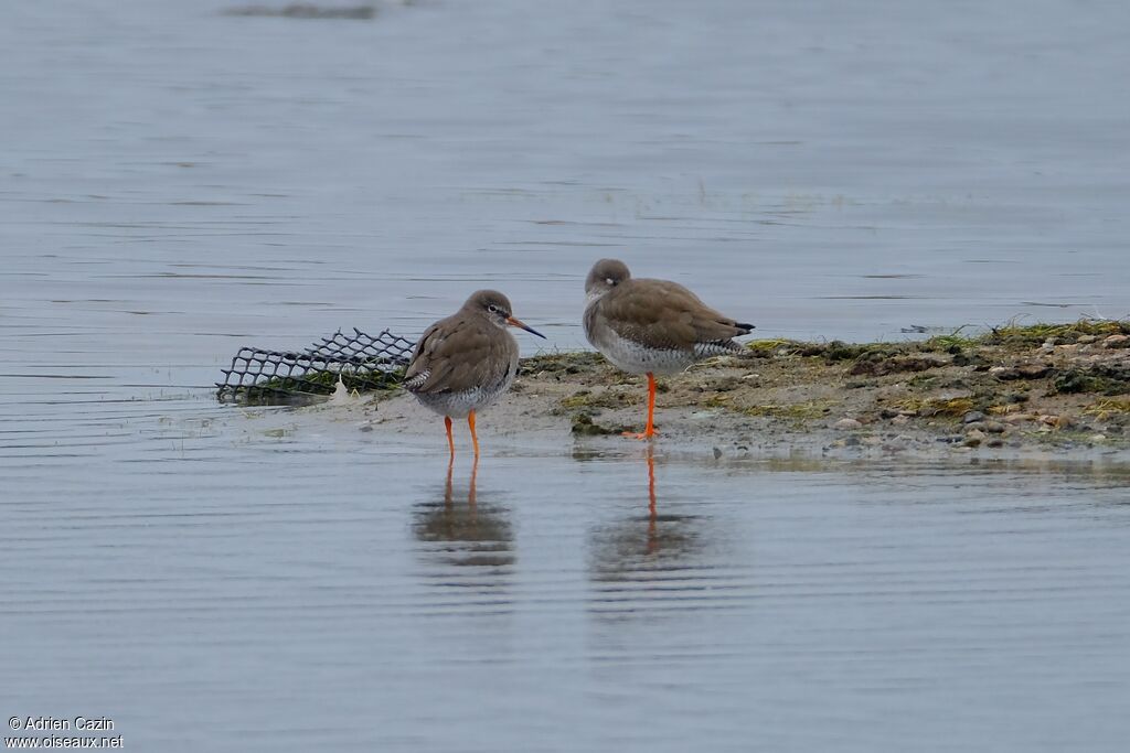 Common Redshankadult