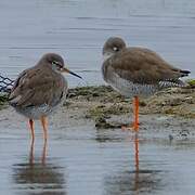 Common Redshank