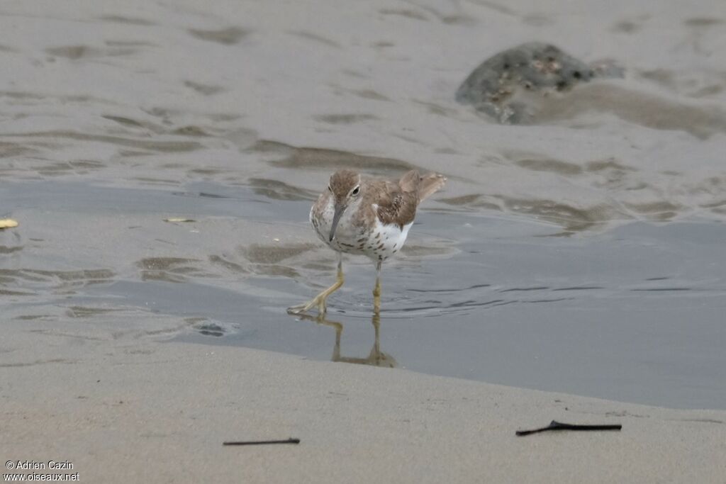 Spotted Sandpiper