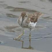 Spotted Sandpiper