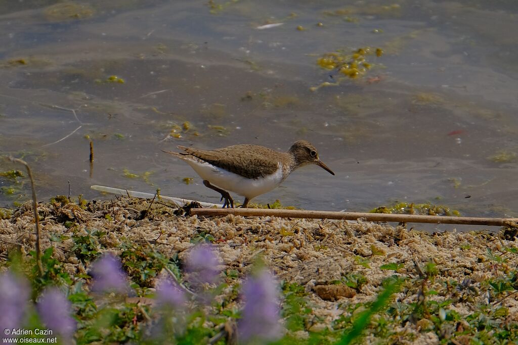 Common Sandpiper