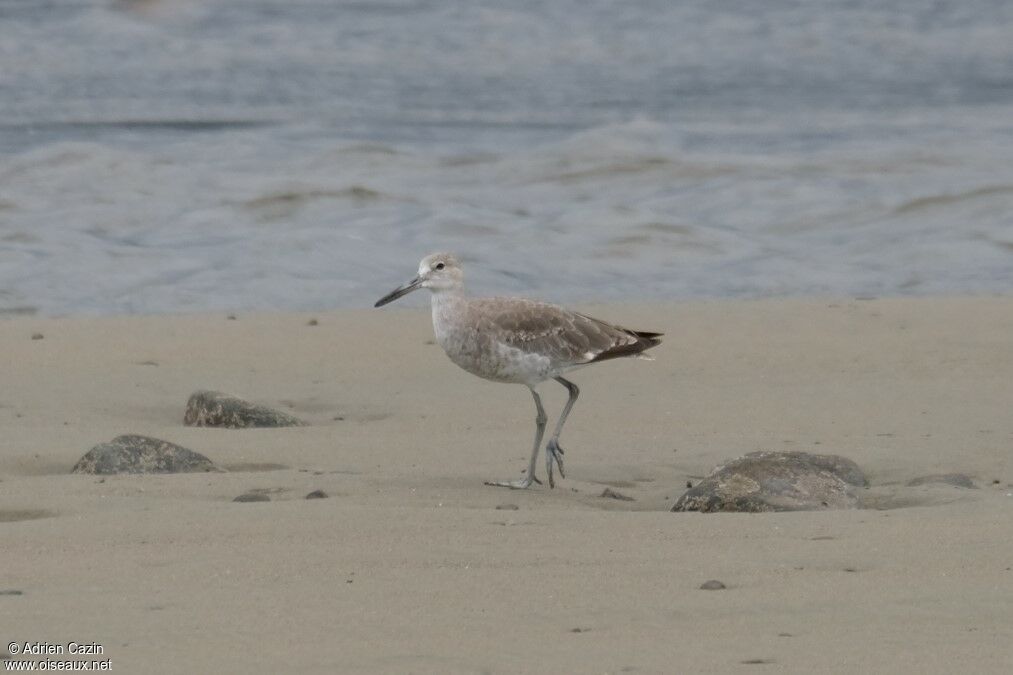 Willet