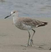 Willet