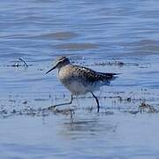 Wood Sandpiper