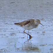 Wood Sandpiper