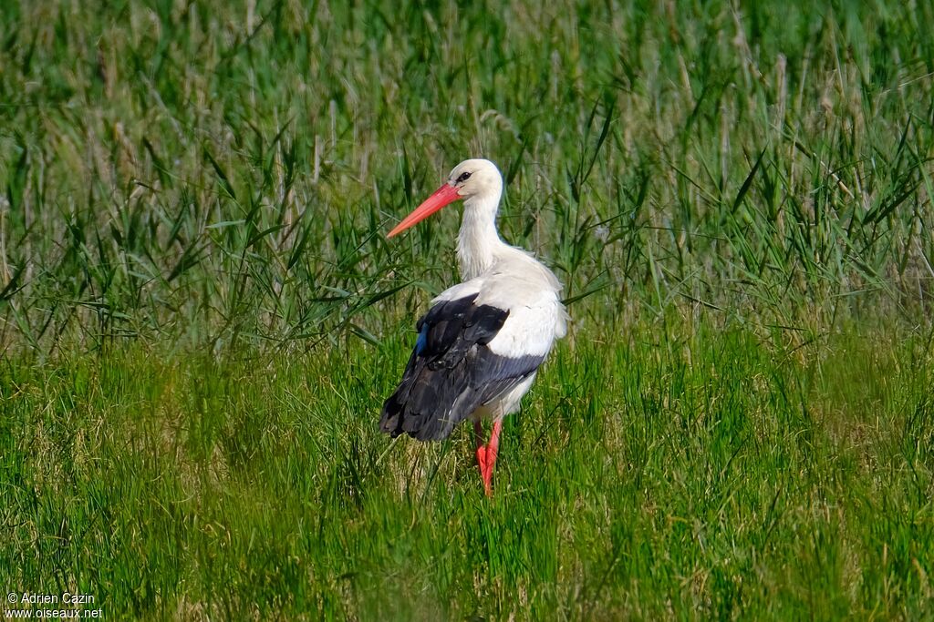 Cigogne blancheadulte, marche