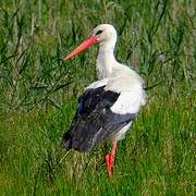 White Stork