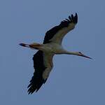 Cigogne blanche