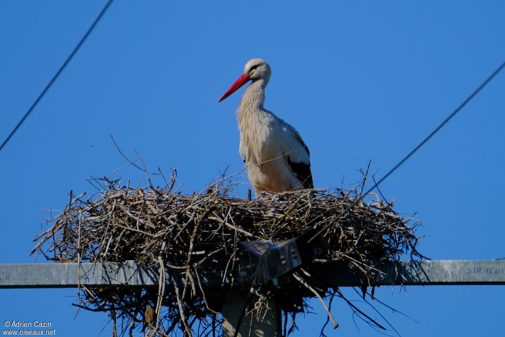 White Storkadult, Reproduction-nesting