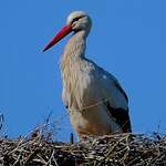 Cigogne blanche