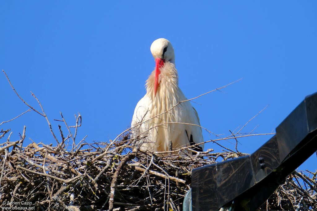 Cigogne blancheadulte, Nidification