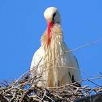 Cigogne blanche