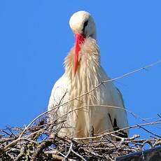 Cigogne blanche