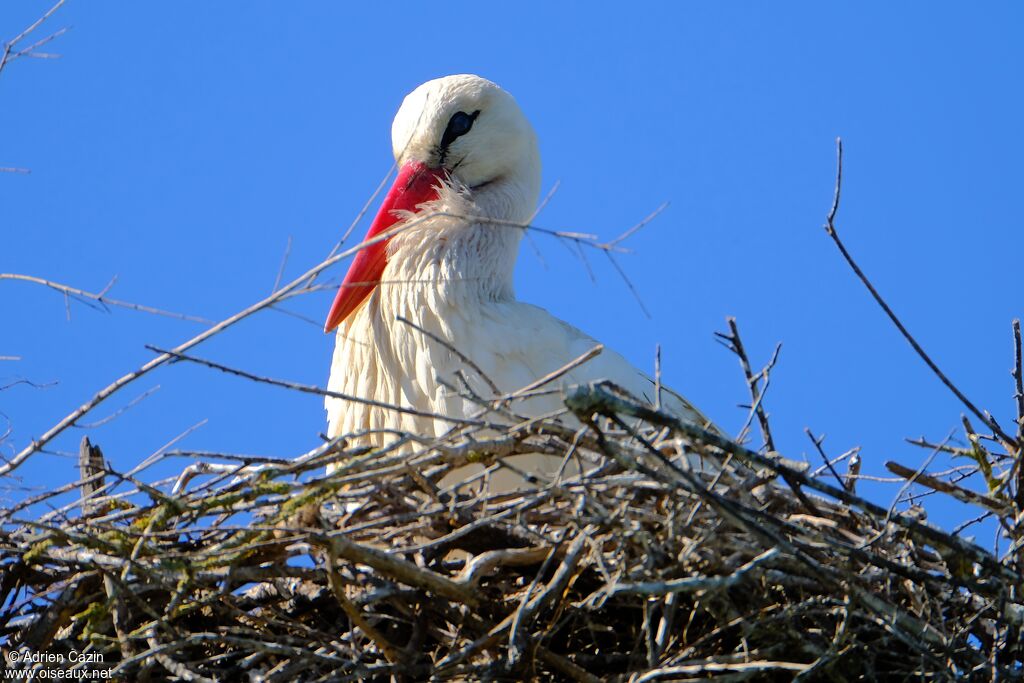 Cigogne blancheadulte, Nidification