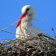 White Stork