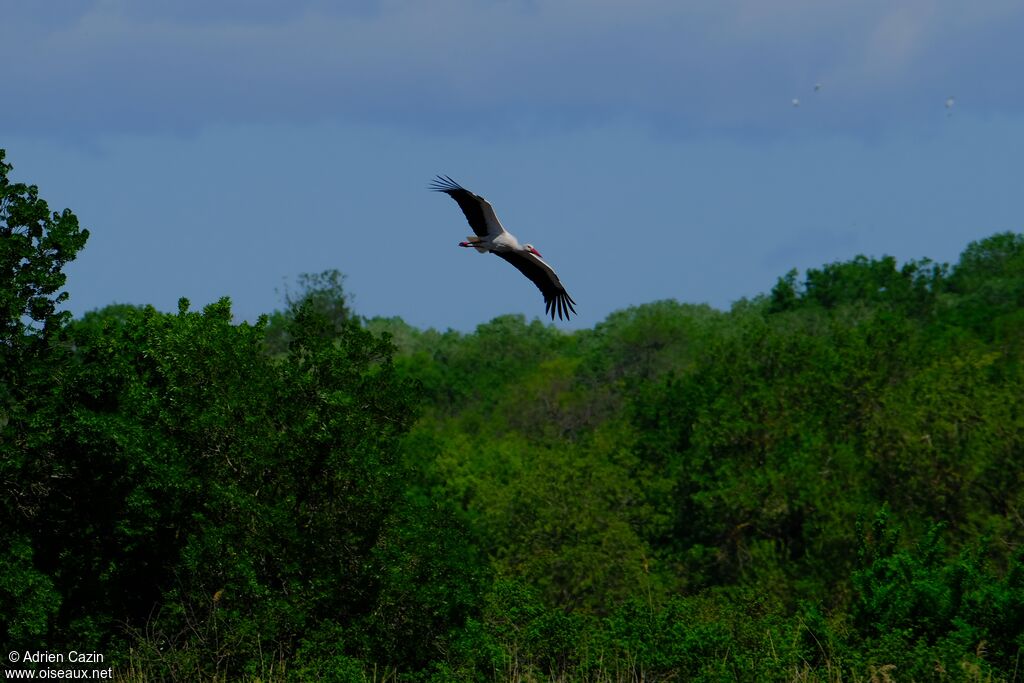 Cigogne blancheadulte, Vol