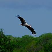 Cigogne blanche