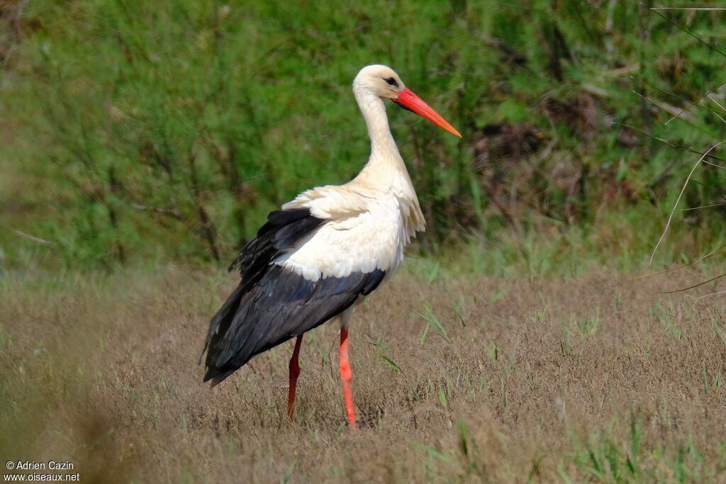 White Storkadult, identification, walking