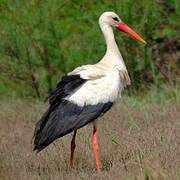 White Stork