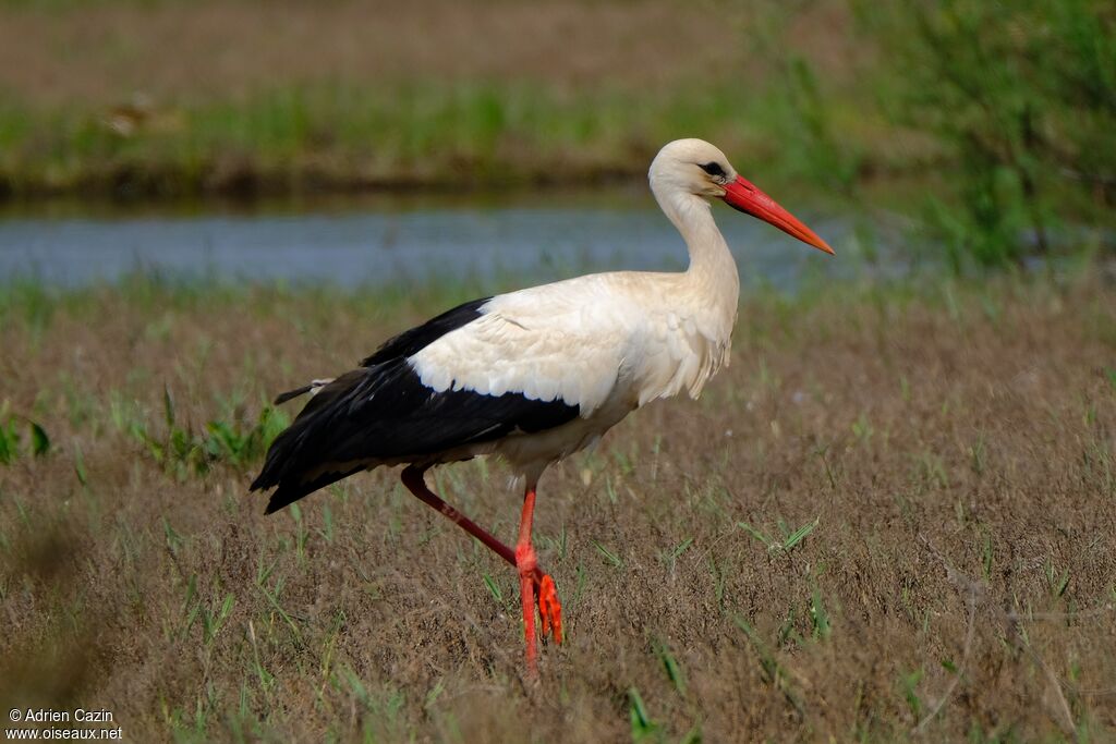 White Storkadult, identification, walking