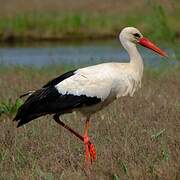 White Stork