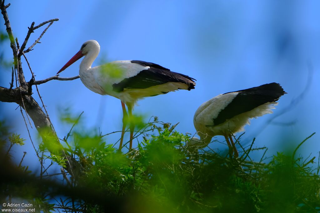 White Storkadult, Reproduction-nesting