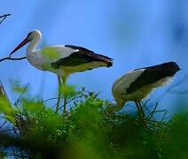 Cigogne blanche