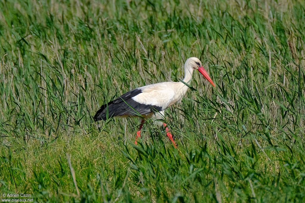 Cigogne blancheadulte, marche