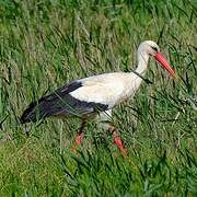 White Stork